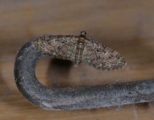 Eupithecia abbreviata