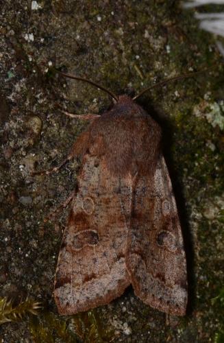 Réf. 158 534 : Orthosia incerta