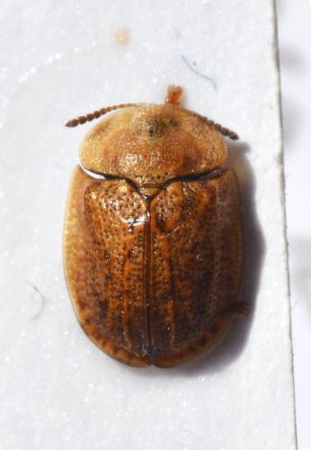Réf. 158 426 : Hypocassida subferruginea