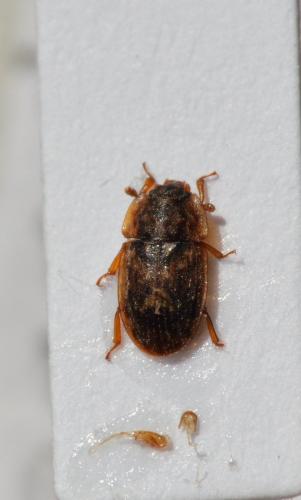 Soronia sp.