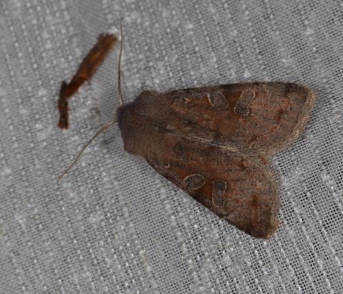 Réf. 158 993 : Orthosia incerta