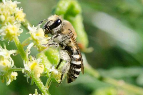 Colletes nigricans