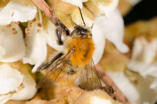 Bombus pascuorum