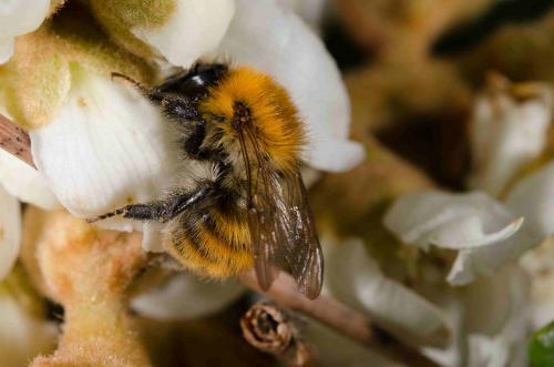 Bombus pascuorum