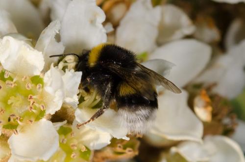 Bombus sp.