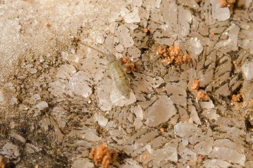 Réf. 158 304 : Entomobrya quinquelineata