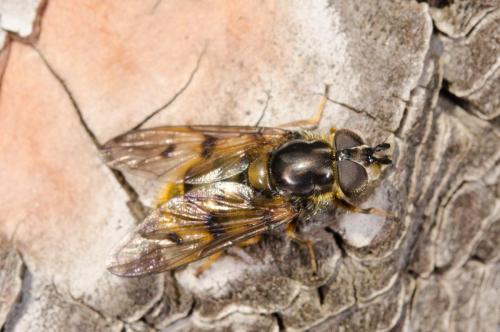 Ferdinandea fumipennis