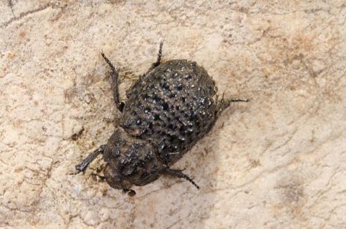 Trox perlatus