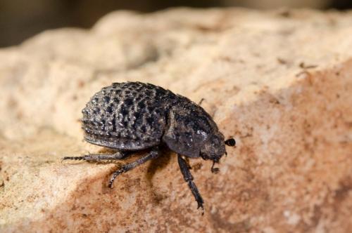 Trox perlatus