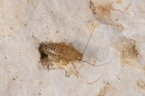 Ectobius pallidus
