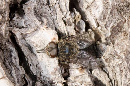 Pollenia sp.