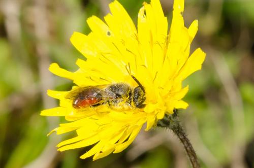 Réf. 158 507 : Sphecodes sp.