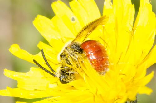 Réf. 158 508 : Sphecodes sp.