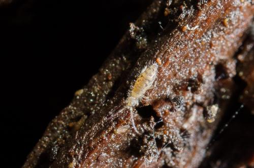 Réf. 158 638 : Entomobrya multifasciata