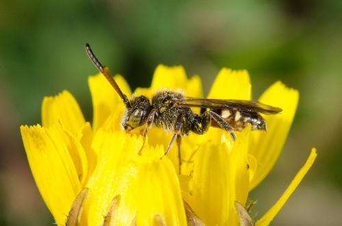 Réf. 158 509 : Nomada sp.