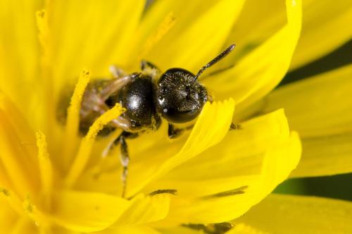 Réf. 158 780 : Lasioglossum sp.
