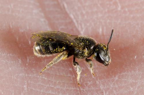 Réf. 158 779 : Lasioglossum sp.