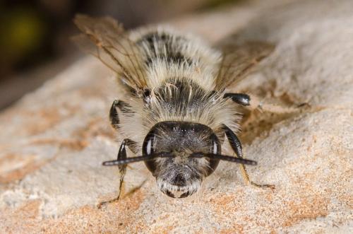 Andrena sp.