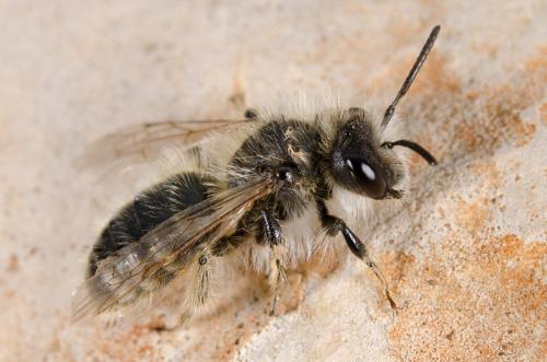 Réf. 158 741 : Andrena sp.