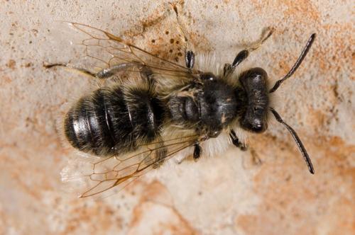 Réf. 158 739 : Andrena sp.