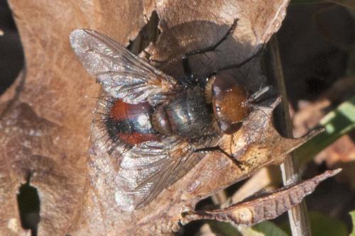 Gonia sp.