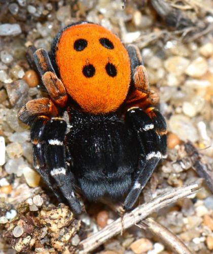 Eresus kollari