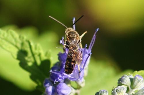 Réf. 158 313 : Lasioglossum sp.