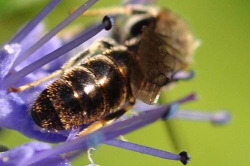 Lasioglossum sp.