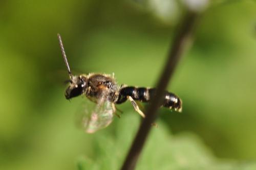 Lasioglossum sp.