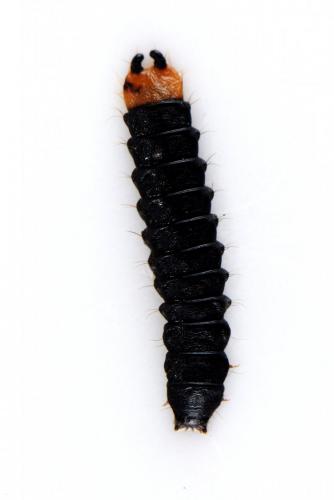 Réf. 158 032 : Lygistopterus sanguineus