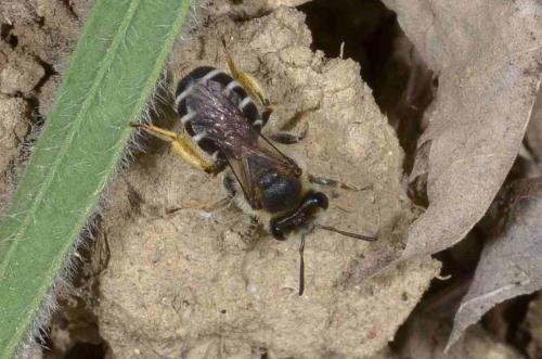 Andrena sp.