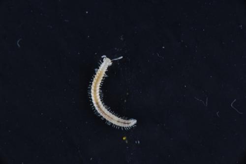 Brachychaeteuma sp.