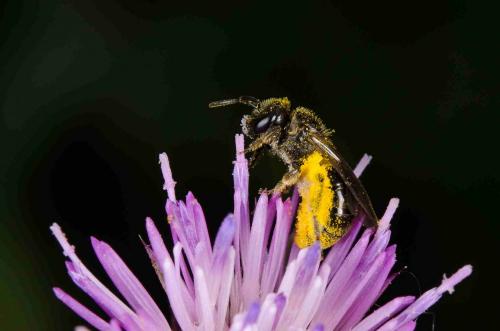Réf. 158 371 : Lasioglossum sp.