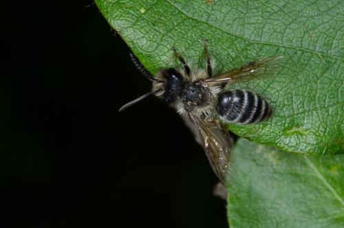 Andrena sp.