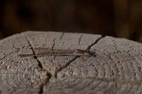 Réf. 158 190 : Sympecma fusca