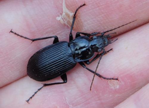 Réf. 158 364 : Pterostichus niger
