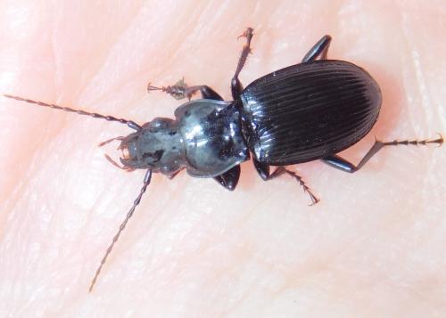Pterostichus cristatus