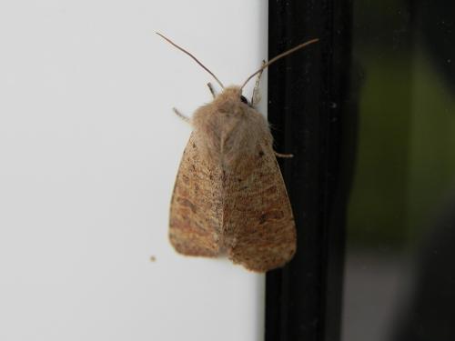 Orthosia cruda