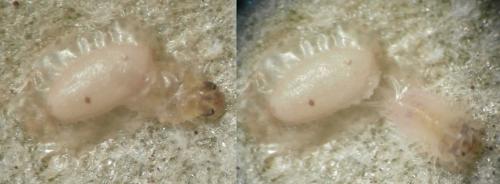 Réf. 158 693 : Cassida vittata