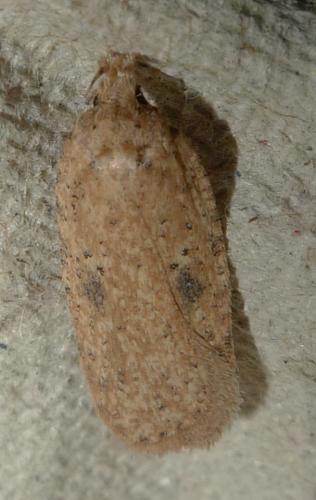 Réf. 158 257 : Agonopterix sp.
