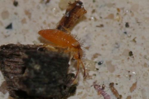Entomobrya nigrocincta