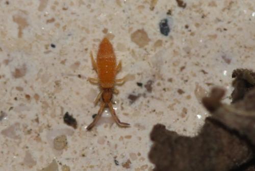 Entomobrya nigrocincta