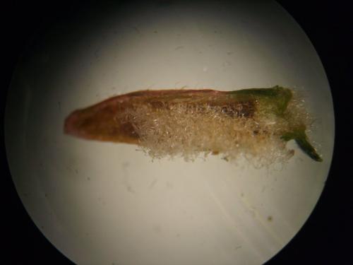 Réf. 158 935 : Eriophyes tiliae