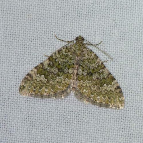 Euphyia frustata