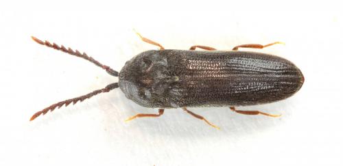 Microrhagus lepidus