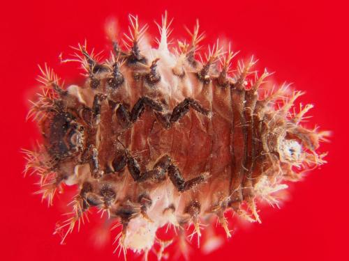 Réf. 158 109 : Chilocorus bipustulatus