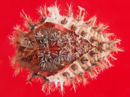 Réf. 158 108 : Chilocorus bipustulatus