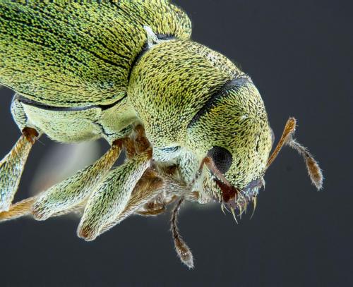 Réf. 158 071 : Pachyrhinus lethierryi