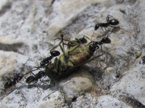 Formica gagates