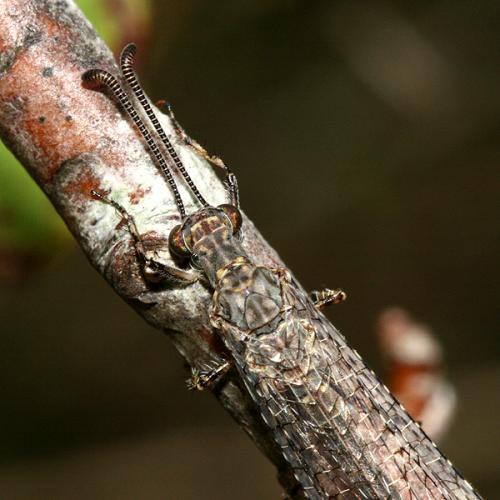 Réf. 158 433 : Neuroleon nemausiensis